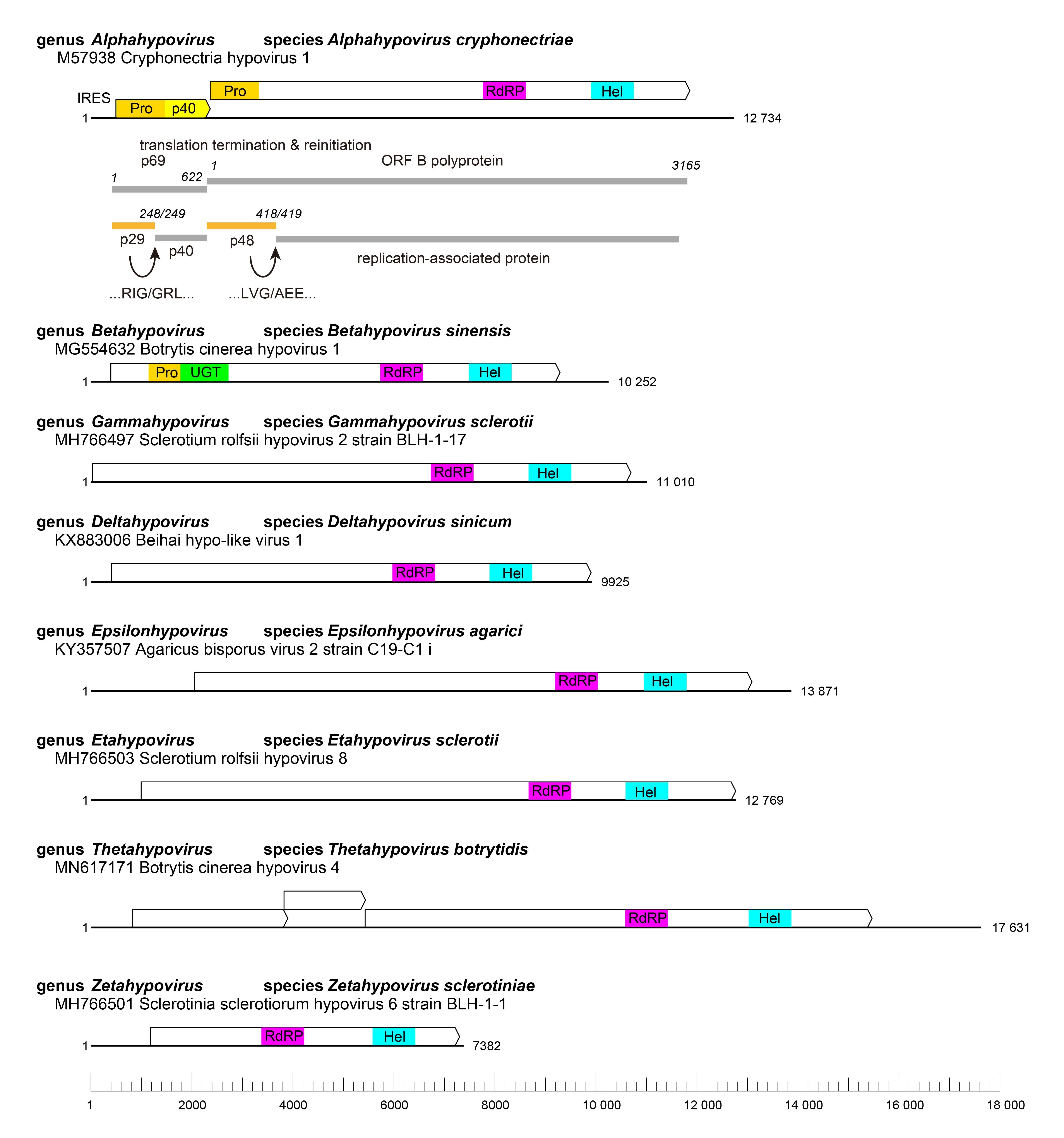 Hypoviridae genome organisation